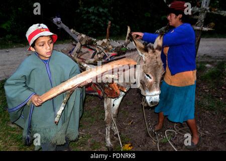 Hauling firewood in Huachumo -El CARMEN DE LA FRONTERA - Ecuador border - Huancabamba. Department  of Piura .PERU                Stock Photo