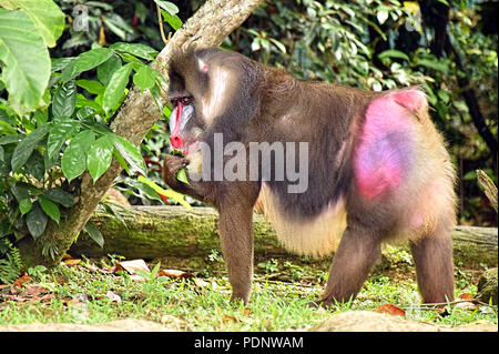 Mandrill ‎– 2枚 5232_mandrill_28.jpg