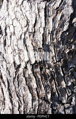 Tree bark as background pattern Stock Photo