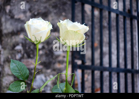 Two white roses with green petals on vintage background of medieval castle wall of aged stone with black iron gate Stock Photo