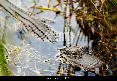 Alligator half submerged in swamp Stock Photo