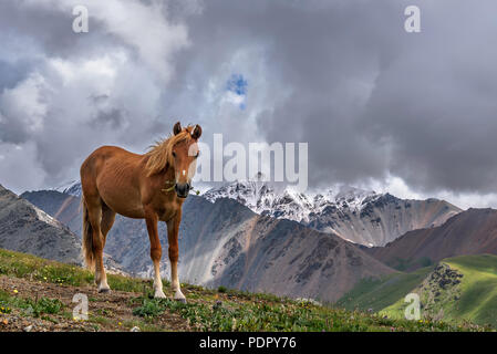 Beautiful brown horse grazes on a meadow with flowers on a background of snowy mountains and a cloudy sky in the highlands Stock Photo