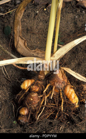 EXPOSED DEVELOPING TUMERIC RHIZOMES (CUCUMA LONGA) IN GARDEN SOIL. Stock Photo