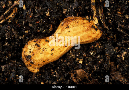 PEANUT 'VIRGINIA (ARACHIS HYPOGAEA) PODS IN SOIL. FABACEAE. ALSO KNOWN AS MONKEY NUTS, GROUNDNUTS OR GOOBERS. Stock Photo