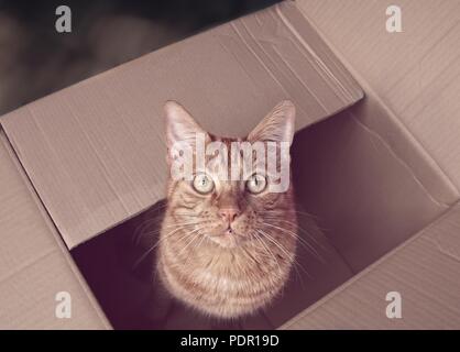 Cute ginger cat sitting in a cardboard box and looking up to the camera. Stock Photo