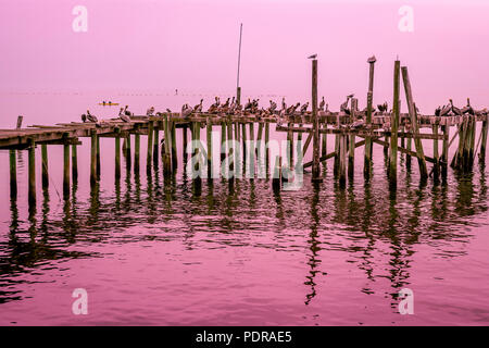 Cedar Key pelicans sitting on a old pier on a hazy day with no horizon. Stock Photo