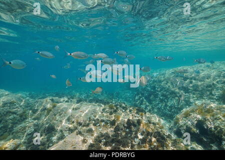 Underwater a school of fish (mostly saddled seabream) below the water surface with a rocky bottom, Mediterranean sea, Denia, Costa Blanca, Spain Stock Photo