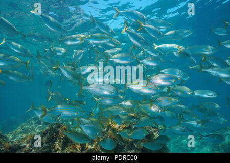 A school of fish underwater in the Mediterranean sea (dreamfish, Sarpa salpa), Balearic islands, Ibiza, Spain Stock Photo