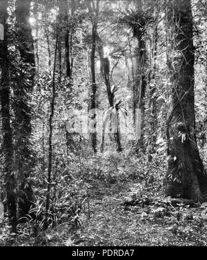 114 Queensland State Archives 423 Bush land Lamington National Park Beaudesert Shire September 1933 Stock Photo