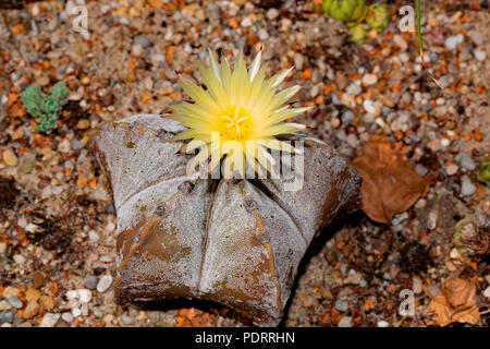 bishop's cap cactus, Astrophytum myriostigma Stock Photo