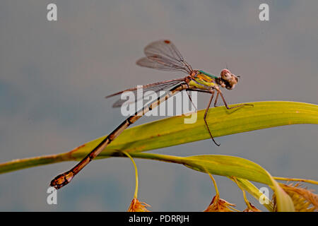 willow emerald damselfly, Chalcolestes viridis Stock Photo