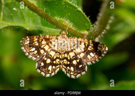 latticed heath moth, Chiasmia clathrata Stock Photo