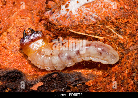 Ribbed Pine Borer, larva, Rhagium inquisitor