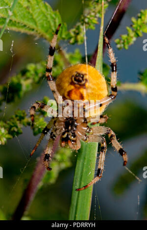 four-spot orb-weaver, spinneret, Araneus quadratus Stock Photo