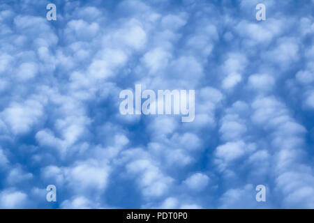 Puffy Cirrocumulus clouds against blue sky, filling frame. Stock Photo