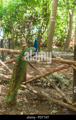 Beautiful peacock sitting on a wooden fence against the forest. Stock Photo