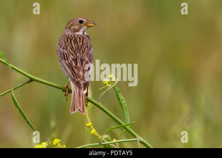 Grauwe Gors in broedbiotoop. Adult Corn Bunting (Miliaria calandra) in breeding plumage. Stock Photo