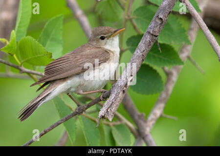 Vale Spotvogel in broedbiotoop. Olivaceous Warbler (Iduna pallida elaeica) in breeding habitat. Stock Photo