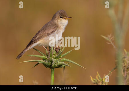 Vale Spotvogel in broedbiotoop. Olivaceous Warbler (Iduna pallida elaeica / tamariceti) in breeding habitat. Stock Photo