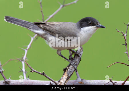 Eastern Orphean Warbler (Sylvia crassirostris), adult male in breeding plumage. Stock Photo