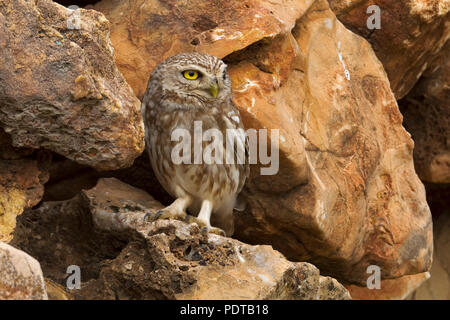 Little owl perched on rocks. Stock Photo