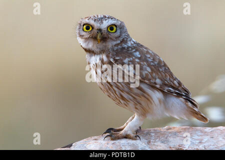 Little owl perched on rock. Stock Photo