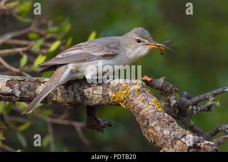 Olive-tree Warbler with caught insect. Stock Photo