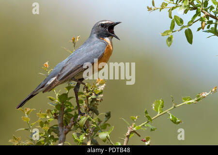 White-throated Robin singing from a branch. Stock Photo