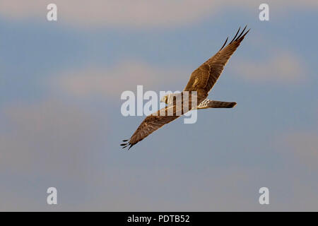 Pallid Harrier ringtail (female or immature/juvenile) flying. Stock Photo