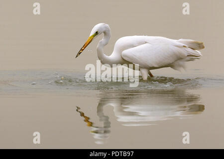 Great White Egret fishing in shallow water. Stock Photo