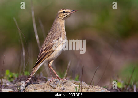 Tawny Pipit in characteristic upright position. Stock Photo