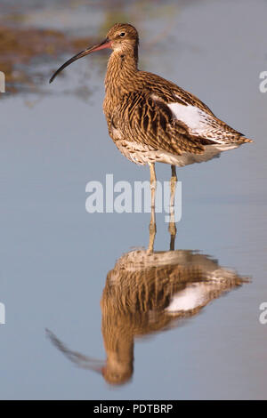 Curlew standing in shallow water with reflection. Stock Photo