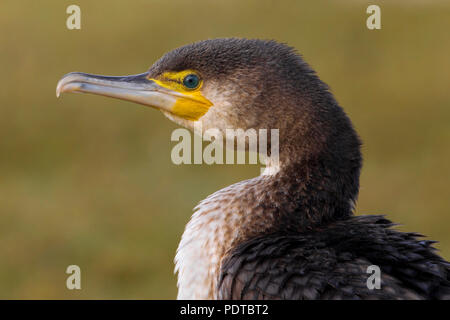 Portrait of Great Cormorant. Stock Photo
