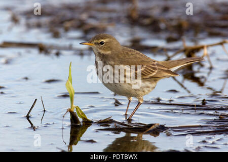 Water Pipit standing in shallow water. Stock Photo