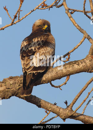 Dark colour phase Booted Eagle resting in tree. Stock Photo