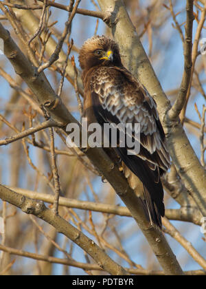 Dark colour phase Booted Eagle resting in tree. Stock Photo