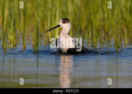 Black-winged Stilt taking a bath Stock Photo