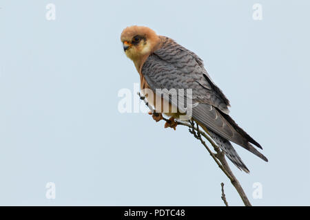 Adult female red-footed falcon Stock Photo