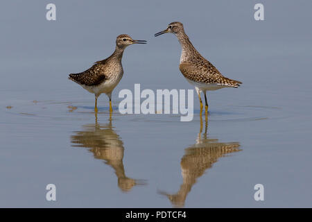 Two Wood Sandpipers wading in shallow water. Stock Photo