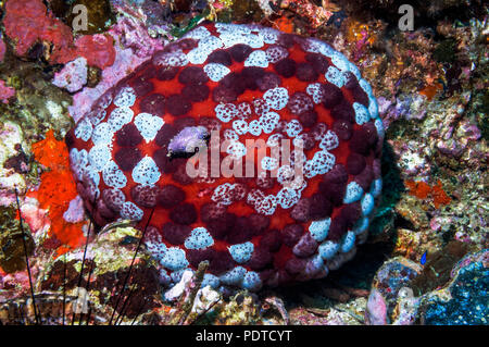 Pin cushion starfish [Culcita novaguineae] on coral reef.  Cebu, Malapascua Island, Philippines. Stock Photo