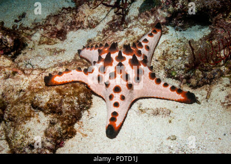 Chocolate chip starfish [Protoreaster nodosus].  Cebu, Malapascua Island, Philippines. Stock Photo