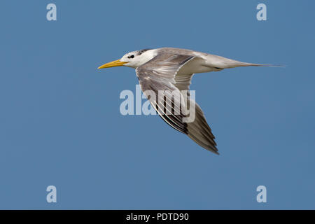 Flying Swift Tern with open wings against blue sky seeing side-view. Stock Photo