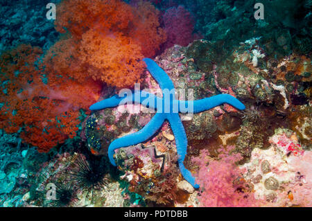 Blue starfish [Linckia laevigata].  Cebu, Malapascua Island, Philippines. Stock Photo