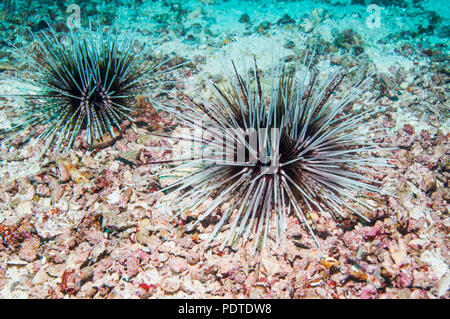 Calamari urchin [Echinothrix calamaris].  Cebu, Malapascua Island, Philippines. Stock Photo