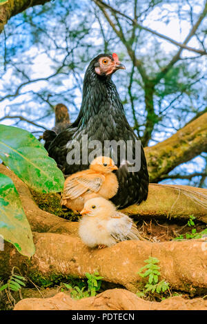 Wild hen with chicks on the Big Island, Oahu in Honolulu, Hawaii, USA Stock Photo