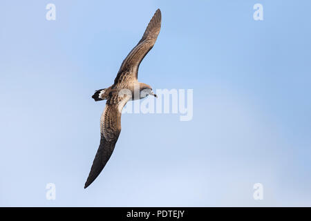 Cape Verde Shearwater; Calonectris edwardsii; Stock Photo