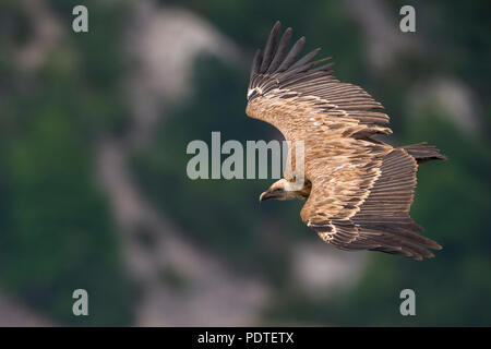 Flying Griffon Vulture; Gyps fulvus Stock Photo