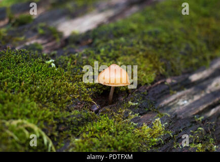 Single Yellow Mushroom growing on a tree with moss. Delicate Mushroom cap and stem growing in autumn. Stock Photo