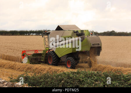 A Combine Harvester moving across the field of Wheat cutting and threshing with the straw dropping out of the machine and the grain being stored. Stock Photo