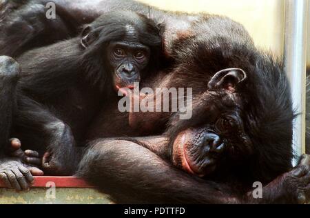 Cheka, a 3-month-old baby bonobo, drinks milk from its mother Salonga at Frankfurt Zoo, Germany, on 14 July 1999. | usage worldwide Stock Photo